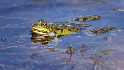 Edible Frog (Rana esculenta) Hybrid of the lake frog and the Pool frog, croaking, sonic bubble,