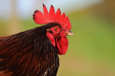 Lateral close-up of a colourful cockerel with red comb, domestic fowl (Gallus gallus domesticus),