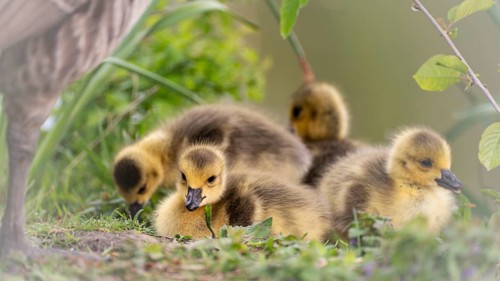 Canada goose chicks (Branta canadensis) four lying in grass and other undergrowth, background
