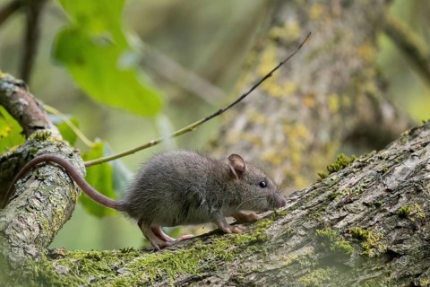 A juvenile Norway rat (Rattus norvegicus) walks on a moss-covered branch in the forest. Background