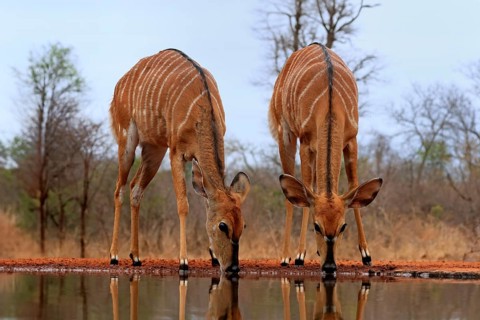 Nyala (Tragelaphus angasii), adult, female, two females, drinking, at the water, Kruger National
