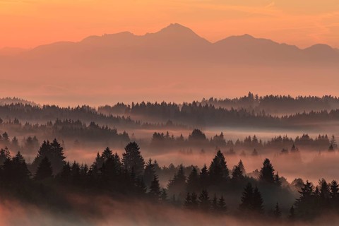 Morning fog over trees, mountains, near Bad Kohlgrub, Bavarian Alps behind, Bavaria, Germany,