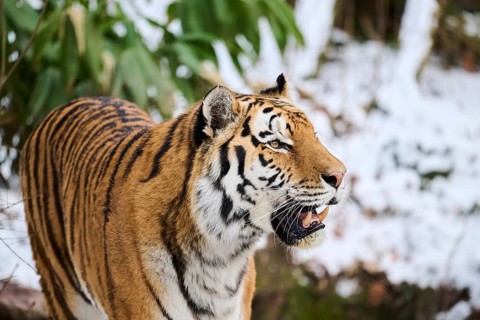 Siberian tiger (Panthera tigris altaica) in winter, portrait, captive, Germany, Europe