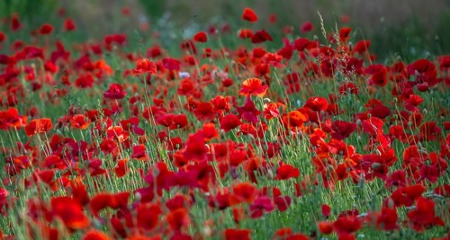 Corn poppy (Papaver rhoeas), Münsterland, North Rhine-Westphalia, Germany, Europe
