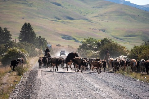 Shepherds driving a herd of cows on a road, gravel track, Tian Shan, Sky Mountains, Kyrgyzstan,