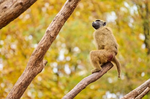 Guinea baboon (Papio papio) sitting on a tree trunk, Bavaria, Germany Europe