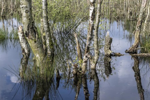 Moorland, rewetting, dead birch trees (Betula pendula), Emsland, Lower Saxony, Germany, Europe