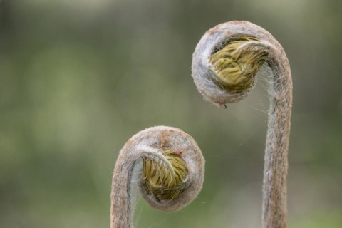 Royal fern (Osmunda regalis), frond shoots, province of Drenthe, Netherlands