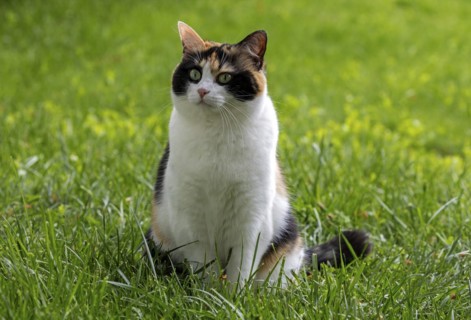 Cat, European Shorthair, felidae (Felis catus), tricoloured, sitting in the grass,