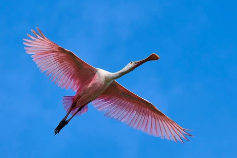 Roseate spoonbill (Ajaja ajaja), flying in the clear blue sky, Black Point Wildlife Drive,