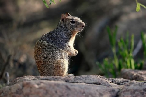 Rock gopher, (Otospermophilus variegatus), adult, on rocks, vigilant, Sonoran Desert, Arizona,