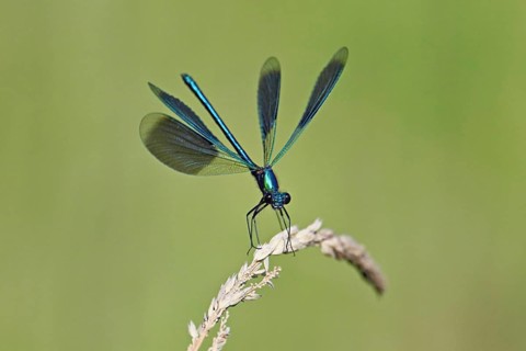 Banded demoiselle (Calopteryx splendens), male approaching a blade of grass, Switzerland, Europe