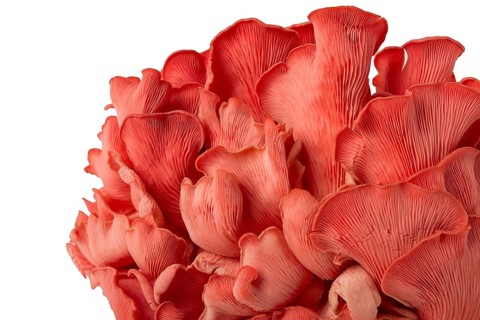 Pink oyster mushroom, bunch, close-up, raw, no people
