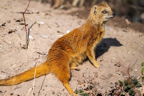 Yellow mongoose (Cynictis penicillata), in the dessert on a sunny day, captive