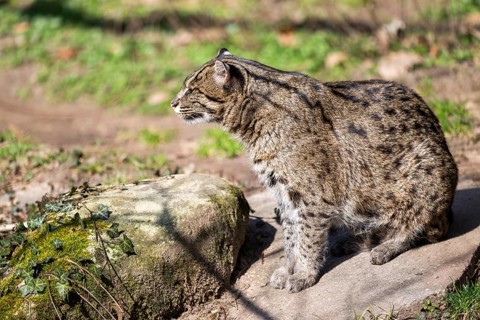 Fishing cat (Prionailurus viverrinus) at the shore of a lake on a sunny day, captive, Germany,
