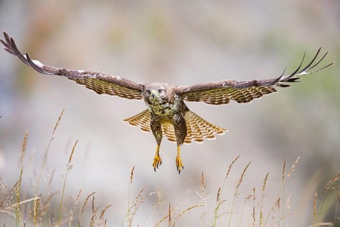 Common buzzard (Buteo buteo) Germany