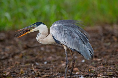 Cocoi Heron (Ardea cocoi) Pantanal Brazil