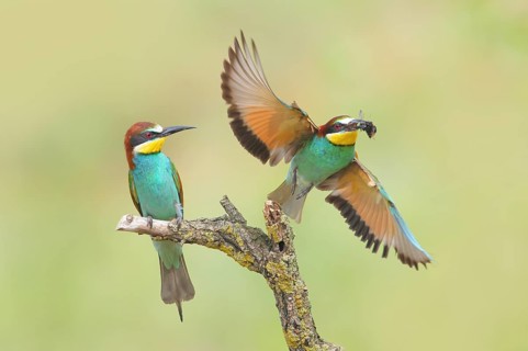 Bee-eater (Merops apiaster), pair, one bird taking off with a bumblebee in its beak, Wildlife, Lake