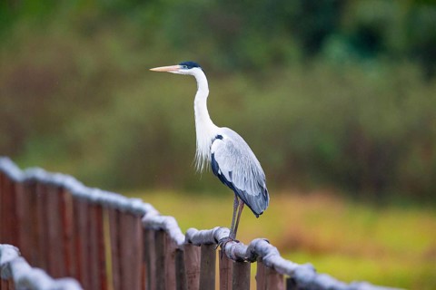 Cocoi Heron (Ardea cocoi) Pantanal Brazil