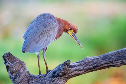 Rufescent tiger heron (Tigrisoma lineatum) Pantanal Brazil