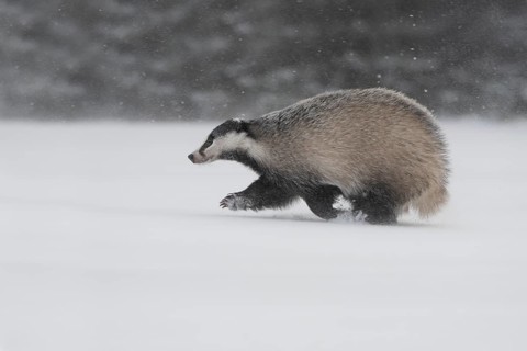 Badger in the snow, Wittlich, Rhineland-Palatinate, Germany, Europe