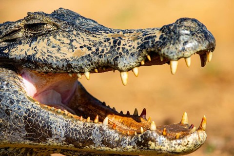 Spectacled caiman (Caiman crocodilius) Panatanal Brazil