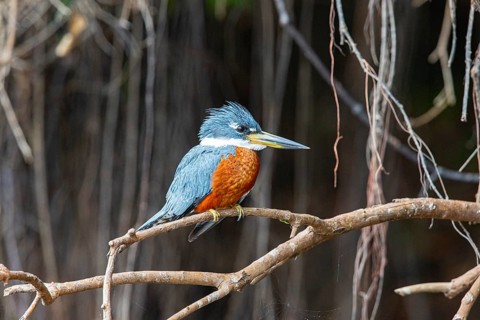 Ringed kingfisher (Ceryle torquata) Pantanal Brazil