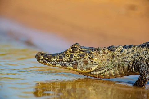 Spectacled caiman (Caiman crocodilius) Panatanal Brazil