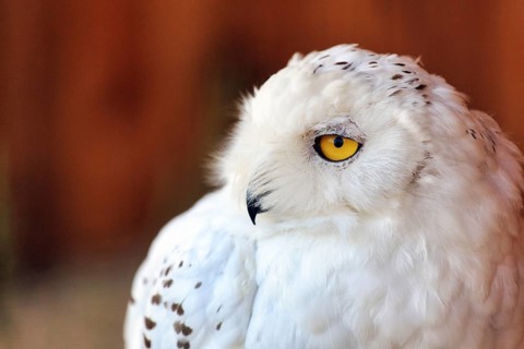 Snowy owl (Bubo scandiacus, syn.: Bubo scandiaca, Nyctea scandiaca), portrait, captive, bird park,