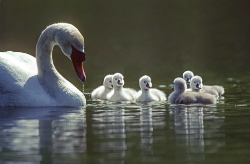 Mute swan. Cygnus olor. Swan and new born cygnets swim on a river Forest of La Wantzenau. Region of