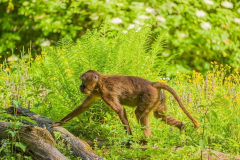 A male Gelada (Theropithecus gelada), or bleeding-heart monkey sits on a log lying in dense green