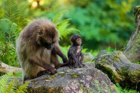 One female Gelada (Theropithecus gelada), or bleeding-heart monkey sits on a rock grooming her baby