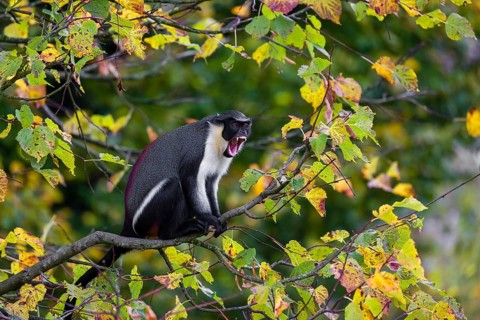 One adult Diana monkey (Cercopithecus diana) sits on a branch of a tree looking around