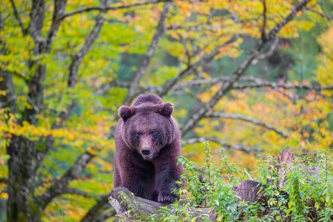 A young male brown bear (Ursus arctos arctos) stands on top of a small hill. Trees in fall foliage