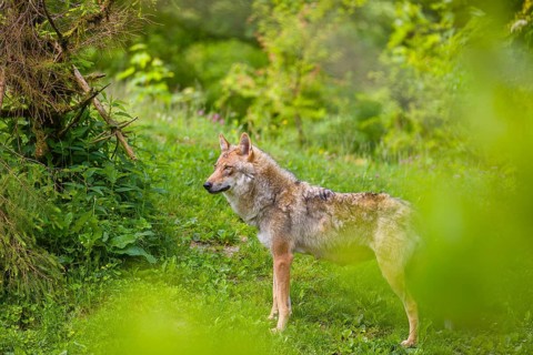 A female Eurasian gray wolf (Canis lupus lupus) stands on a hill. Fresh green vegetation is all