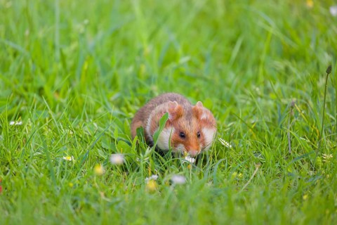 A European hamster (Cricetus cricetus), Eurasian hamster, black-bellied hamster or common hamster,