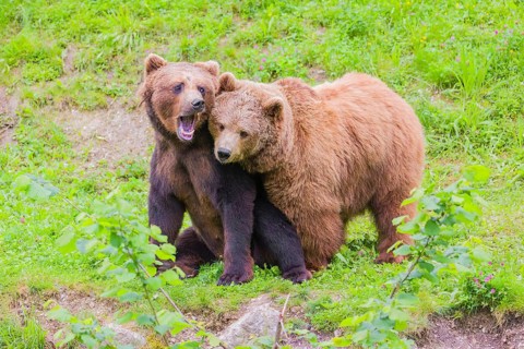 A young male Eurasian brown bear (Ursus arctos arctos) and a much older female mate (sort of) at