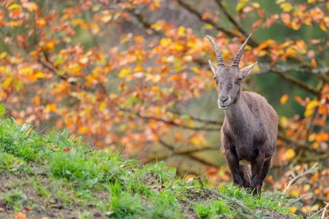 A female ibex (Capra ibex) standing on a cloudy day on a green meadow on top of a hill. A forest in