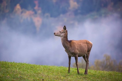 A red deer hind (Cervus elaphus) stands in a meadow on a foggy day