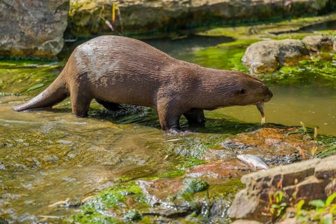 A giant otter or giant river otter (Pteronura brasiliensis) eats fish in the shallow water of a