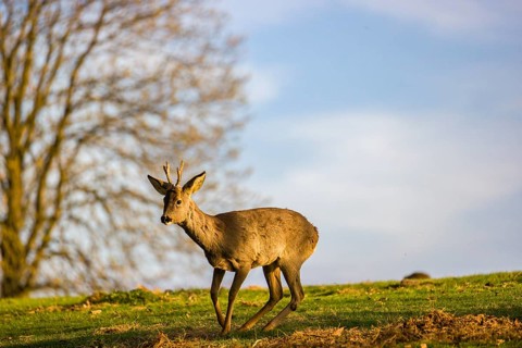 A roebuck (Capreolus capreolus) sweeps his antlers on the ground