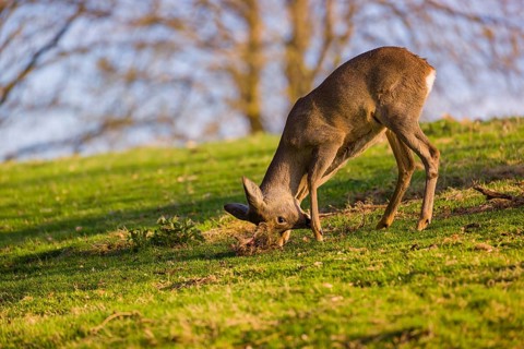 A roebuck (Capreolus capreolus) sweeps his antlers on the ground