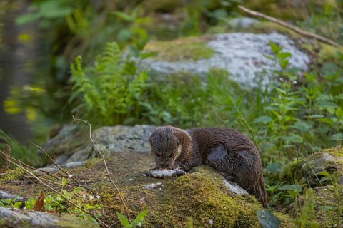 One Eurasian otter (Lutra lutra), sitting on a mossy rock and eating a fresh caught fish