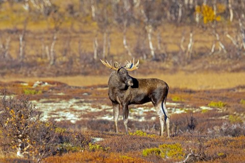 Moose, elk (Alces alces), adult bull, male foraging on the tundra in autumn, fall, Sweden,