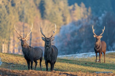 Three Japanese sika deer stags (Cervus nippon nippon) stand on a meadow in hilly terrain. A blue