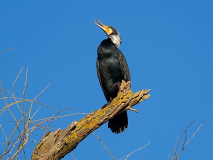 Common Cormorant (Phalacrocorax carbo), adult male in breeding plumage, perched on a dead tree
