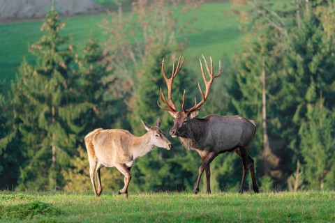 An Altai maral stag or Altai moose (Cervus canadensis sibiricus) approaches a hind to test if she