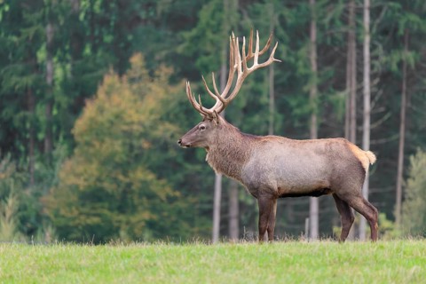 An Altai maral stag, Altai wapiti or Altai elk (Cervus canadensis sibiricus) crosses a meadow in