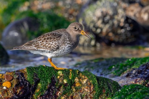 Purple sandpiper (Calidris maritima) in non-breeding plumage showing camouflage colours among rocks