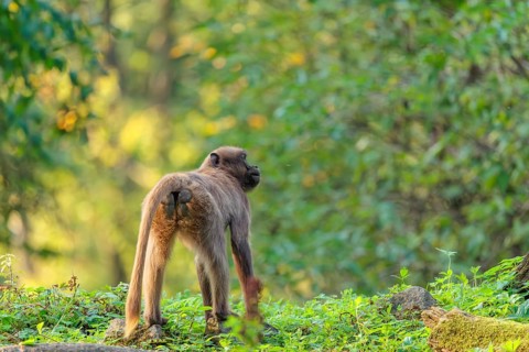 A female gelada (Theropithecus gelada), or bloodheart monkey, stands in beautiful light on a green